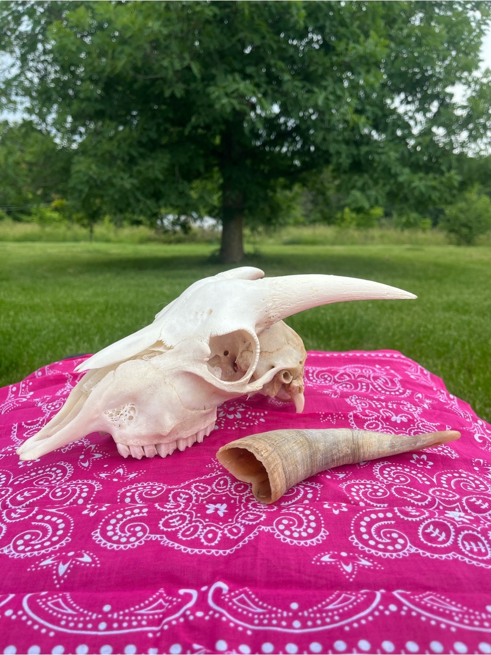 Goat Skull with Original Horns - Animal Bones - Taxidermy - Blue Bandana - Picture 4 of 11